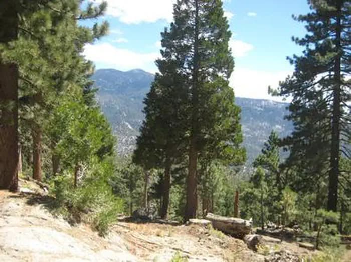 Black Mountain (San Bernardino) campground