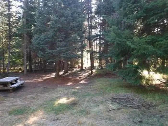 Picnic table and flat grassy area next to backlit conifer forest.
