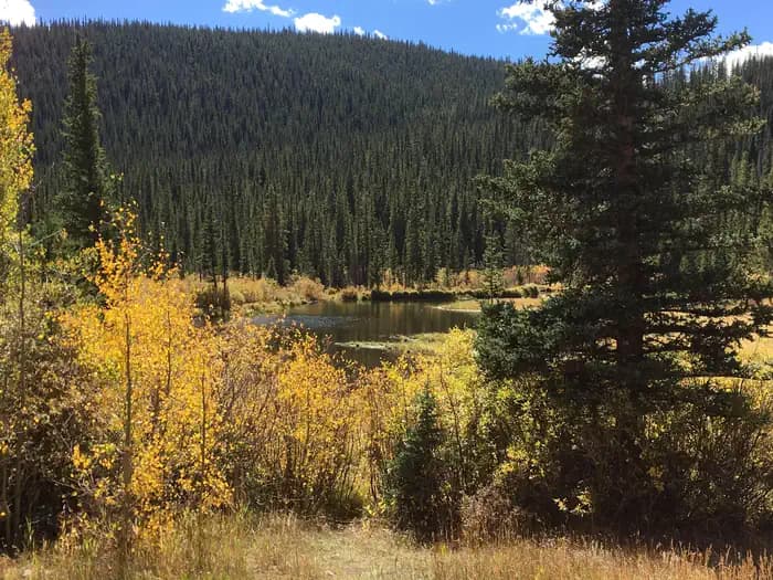 Lodgepole campground