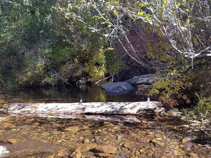 Chapman campground